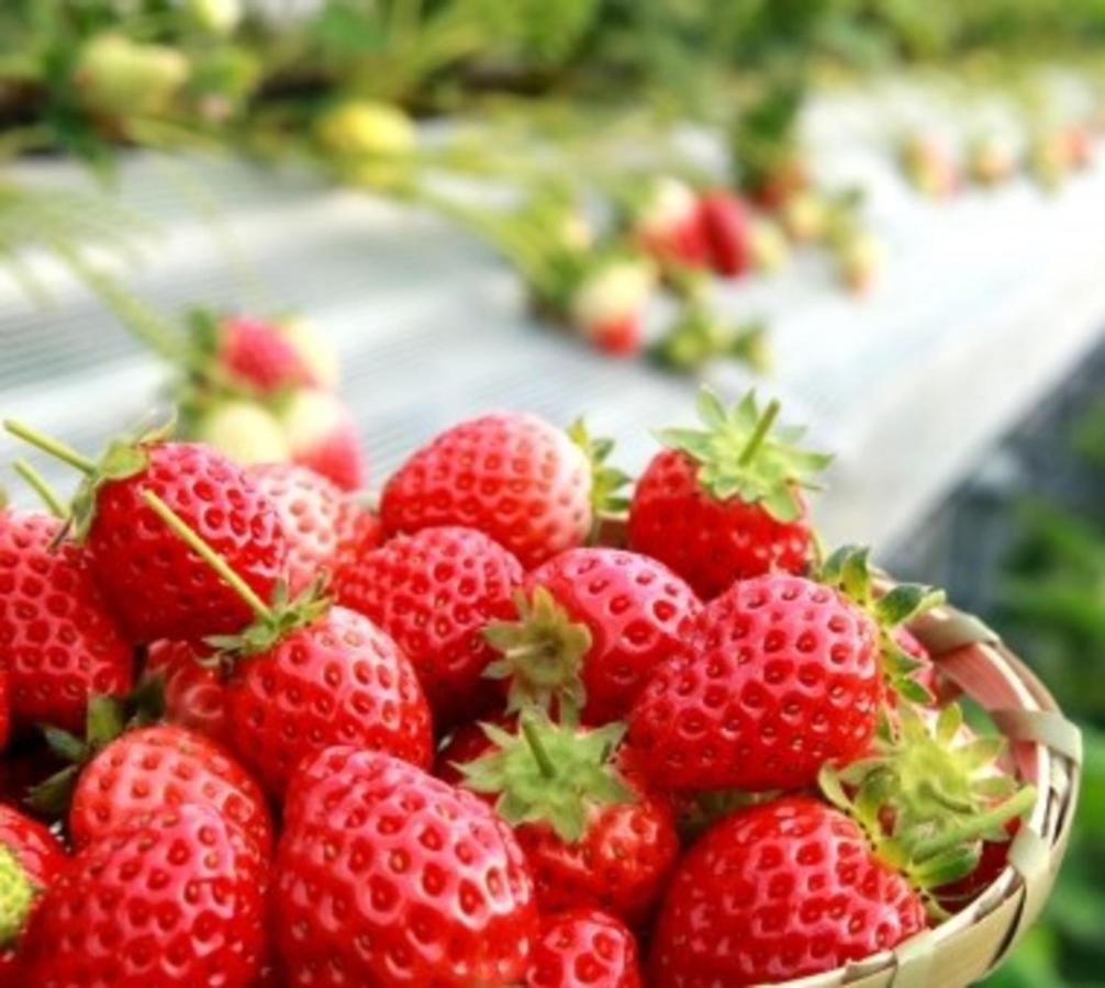 Kobe Hotel Fruit Flower Exterior foto